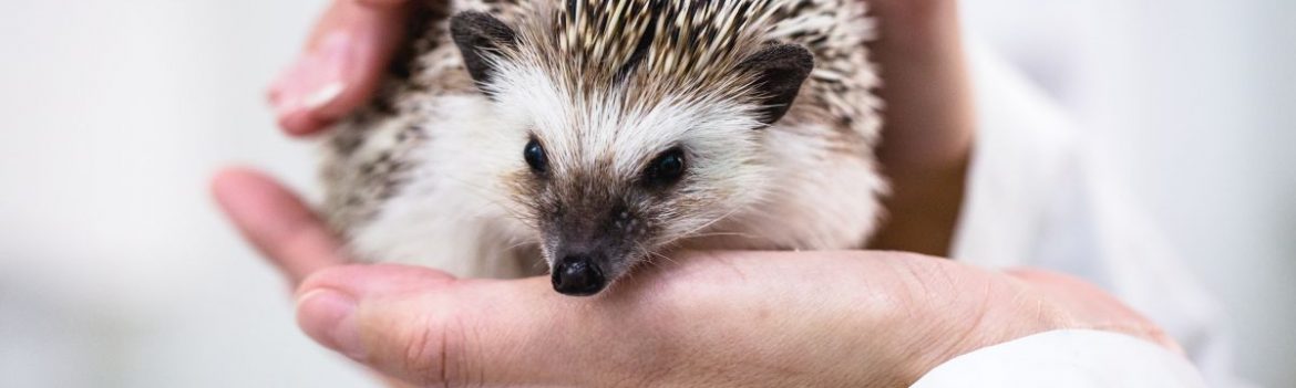 IGeL: Wie individuelle Gesundheitsleistungen abgerechnet werden