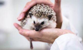 IGeL: Wie individuelle Gesundheitsleistungen abgerechnet werden